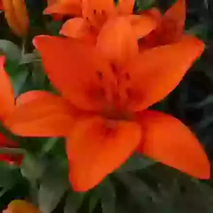 Orange Summer